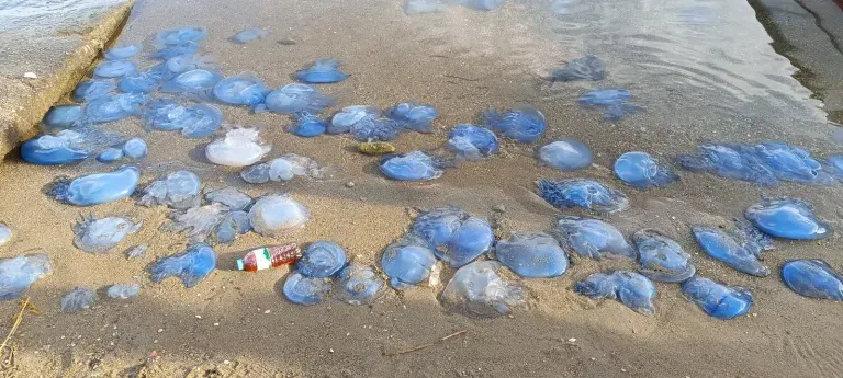 FOÇA BELEDİYESİ
