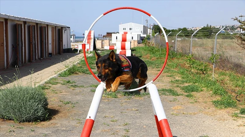 Uyuşturucu Tacirlerinin Zulaları Hassas Burunlu 