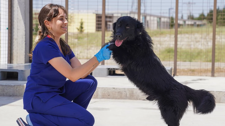 Yılın ilk 6 ayında İzmir’deki barınaklardan 500 köpek sahiplendirildi