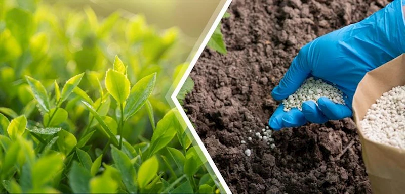 BAKAN YUMAKLI: ‘’2 MİLYAR 150 MİLYON 36 BİN LİRALIK TARIMSAL DESTEKLEME ÖDEMESİNİ BUGÜN ÇİFTÇİLERİMİZİN HESAPLARINA AKTARIYORUZ’’