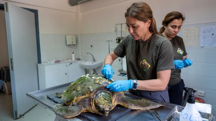 Körfez’deki yaralı Caretta caretta kurtarıldı